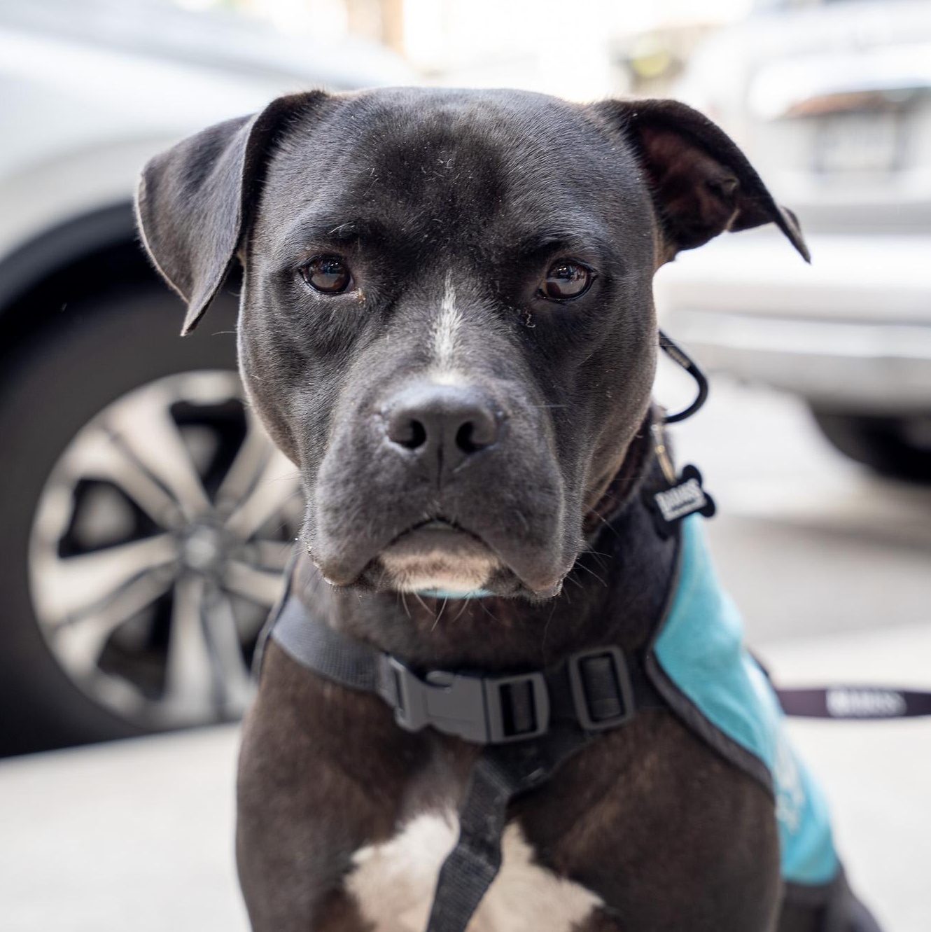 Enlarge OG Anunoby, a Adoptable Pit Bull Terrier in Brooklyn, NY image 2/6