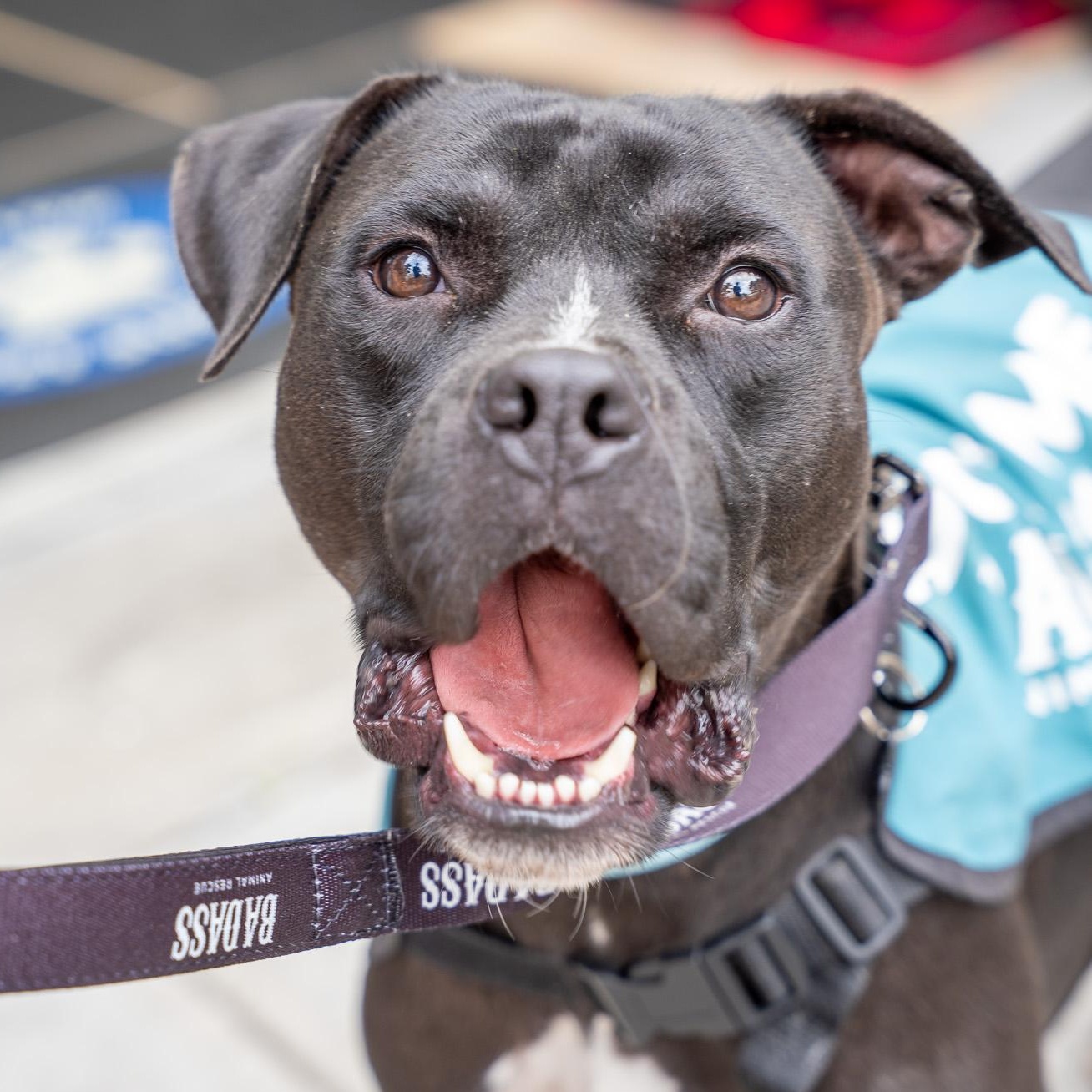 Enlarge OG Anunoby, a Adoptable Pit Bull Terrier in Brooklyn, NY image 6/6