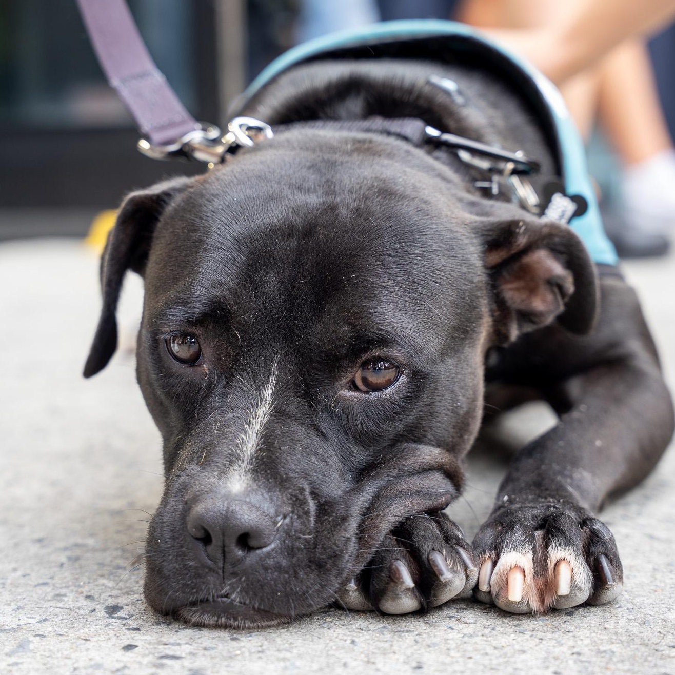 OG Anunoby, Adoptable, Young Male Pit Bull Terrier.