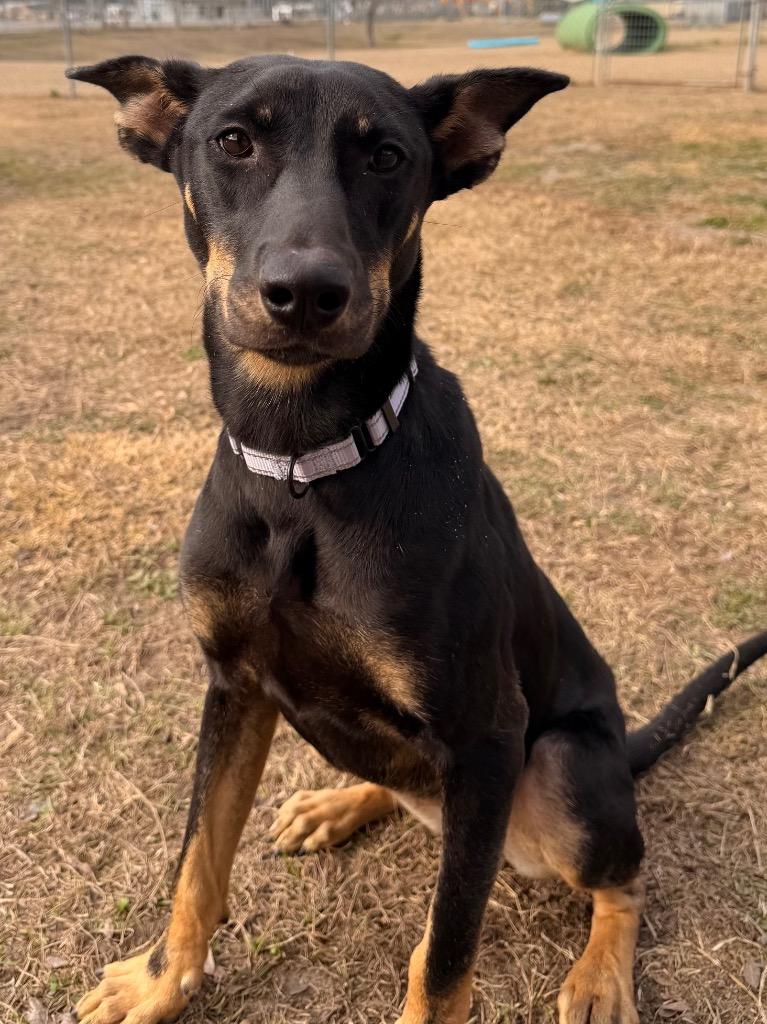 Enlarge Kenzie, a Adoptable Mixed Breed in Ocala, FL image 1/1