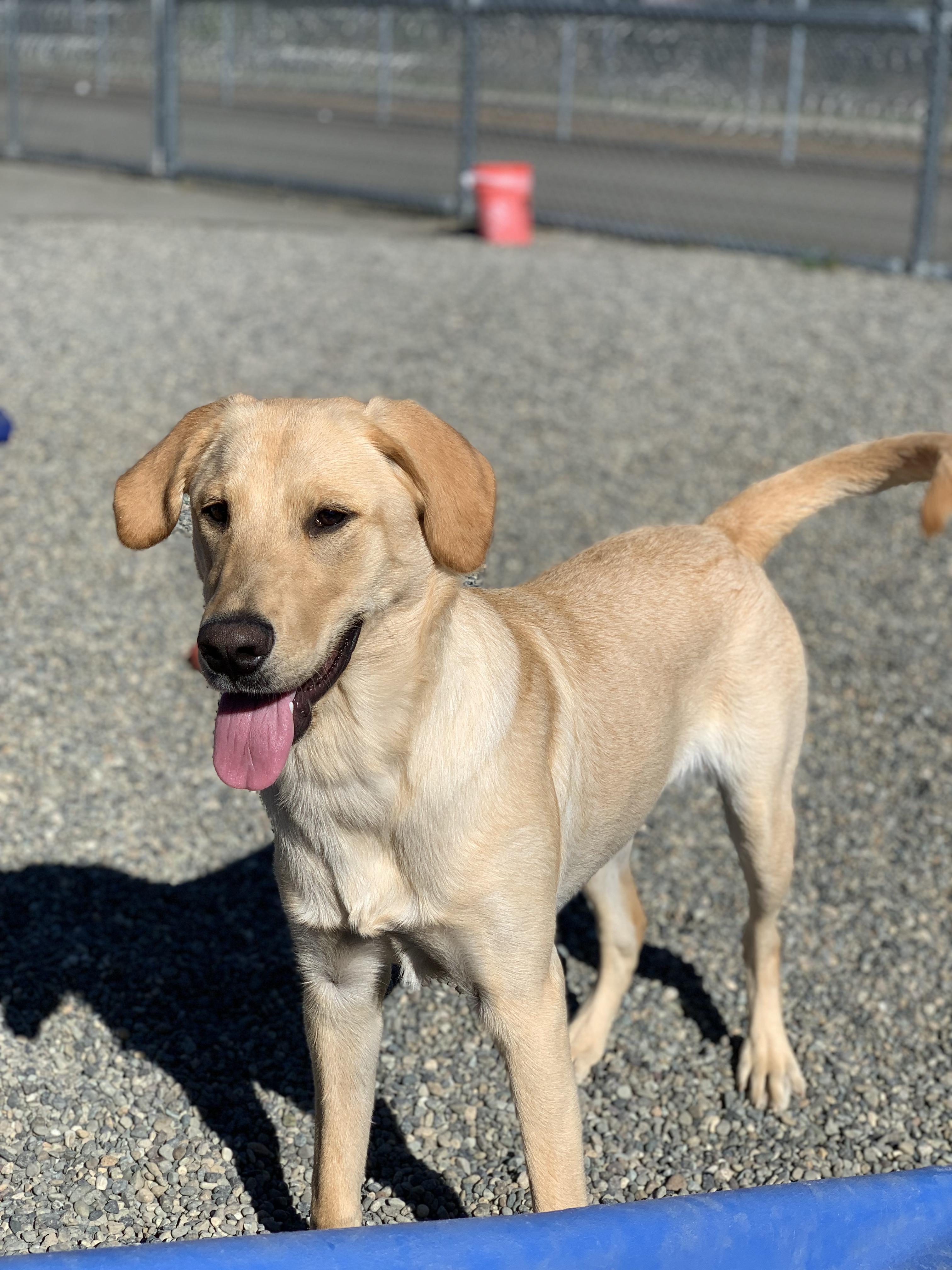 Enlarge Daenerys, a Adopted mixed breed in Gig Harbor, WA image 1/3
