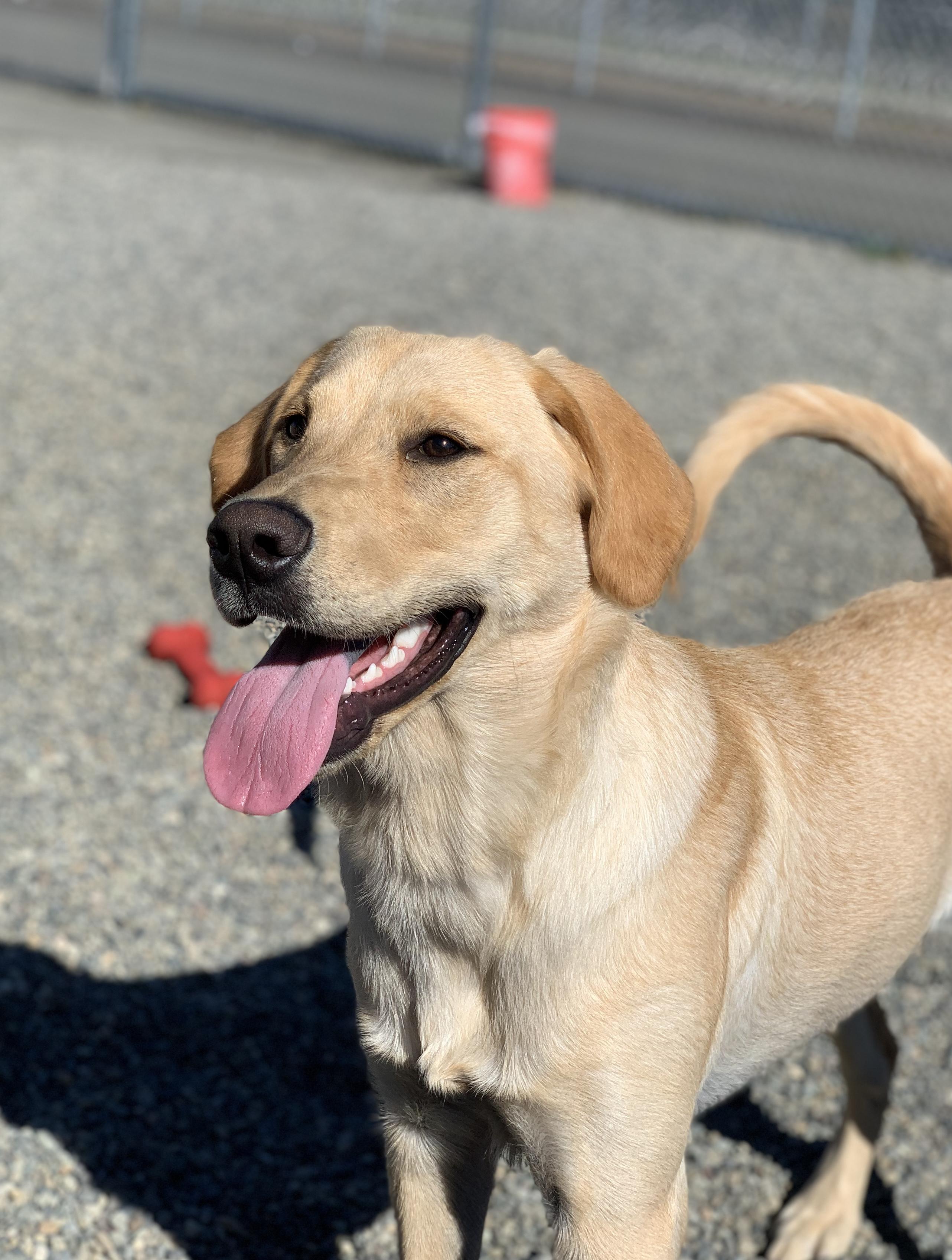 Enlarge Daenerys, a Adopted mixed breed in Gig Harbor, WA image 2/3