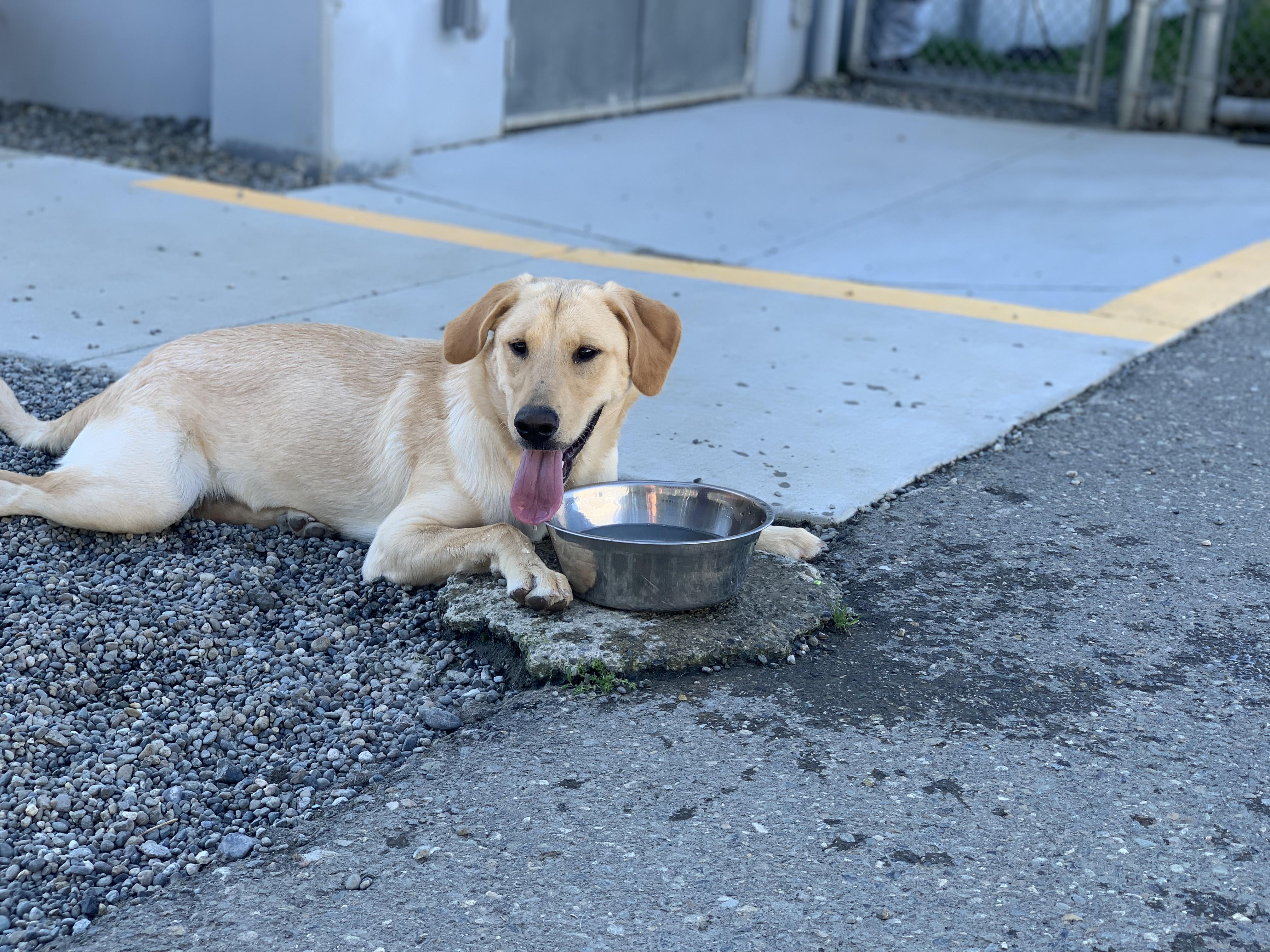 Enlarge Daenerys, a Adopted mixed breed in Gig Harbor, WA image 3/3