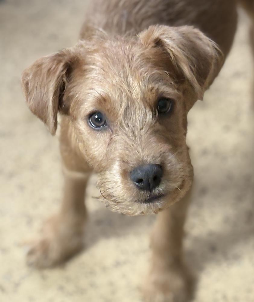 Chubaka, Adoptable, Puppy Male Terrier & Schnauzer.