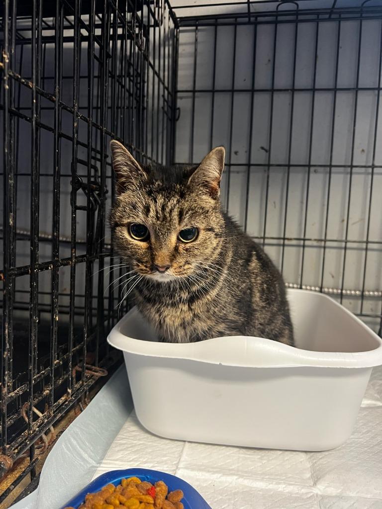 Enlarge Shirley, a Adoptable mixed breed in Winnsboro, SC image 1/1