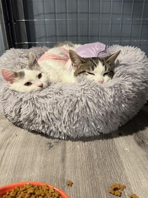 Autumn, ADOPTABLE, Kitten Female Domestic Short Hair.