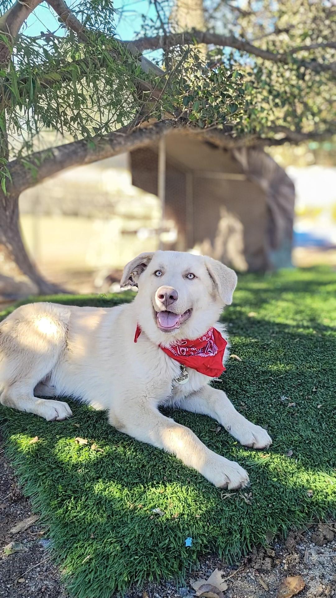 Enlarge Pidi, a Adoptable mixed breed in Temecula, CA image 1/1