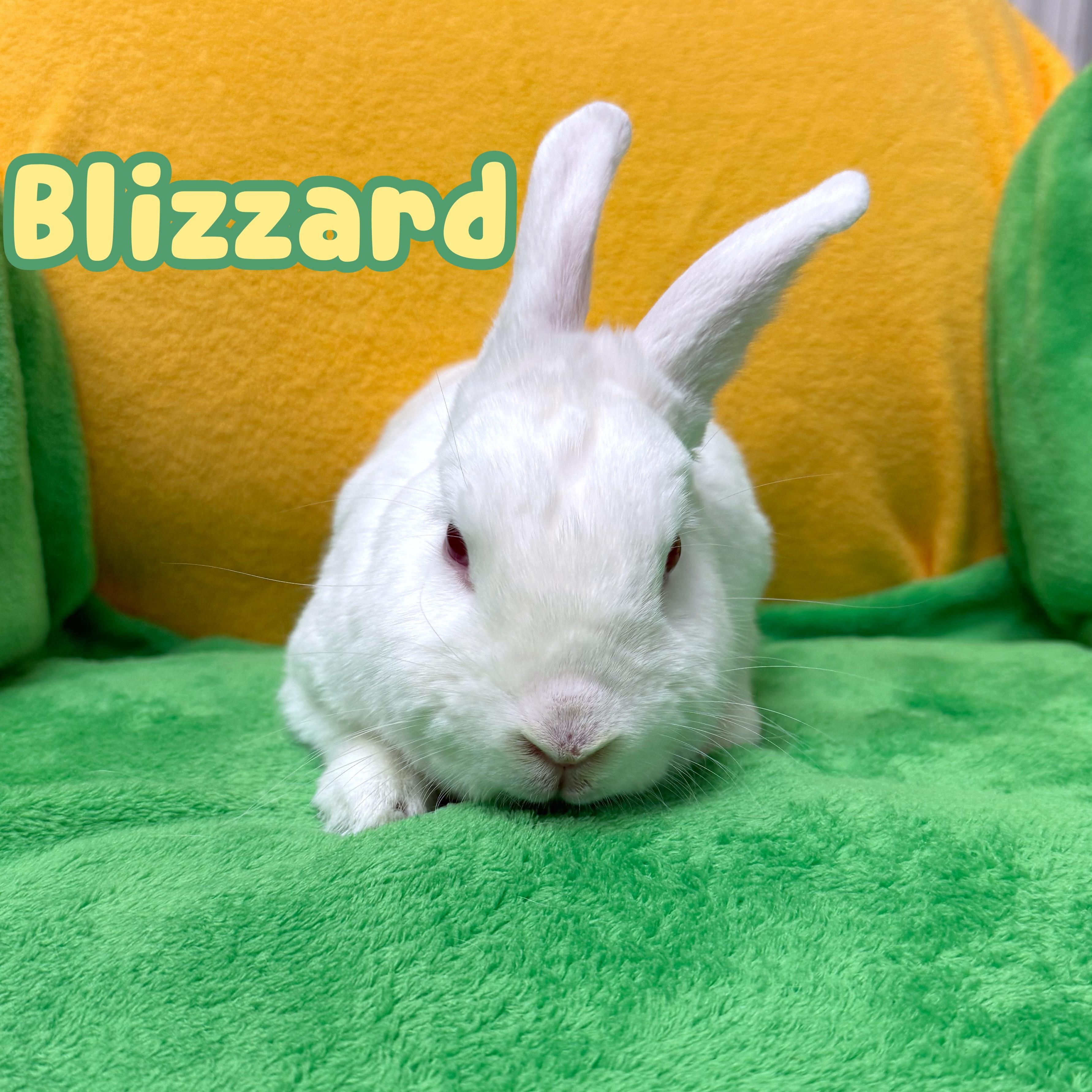 Enlarge Blizzard, an adopted mixed breed in Roseville, CA image 1/1