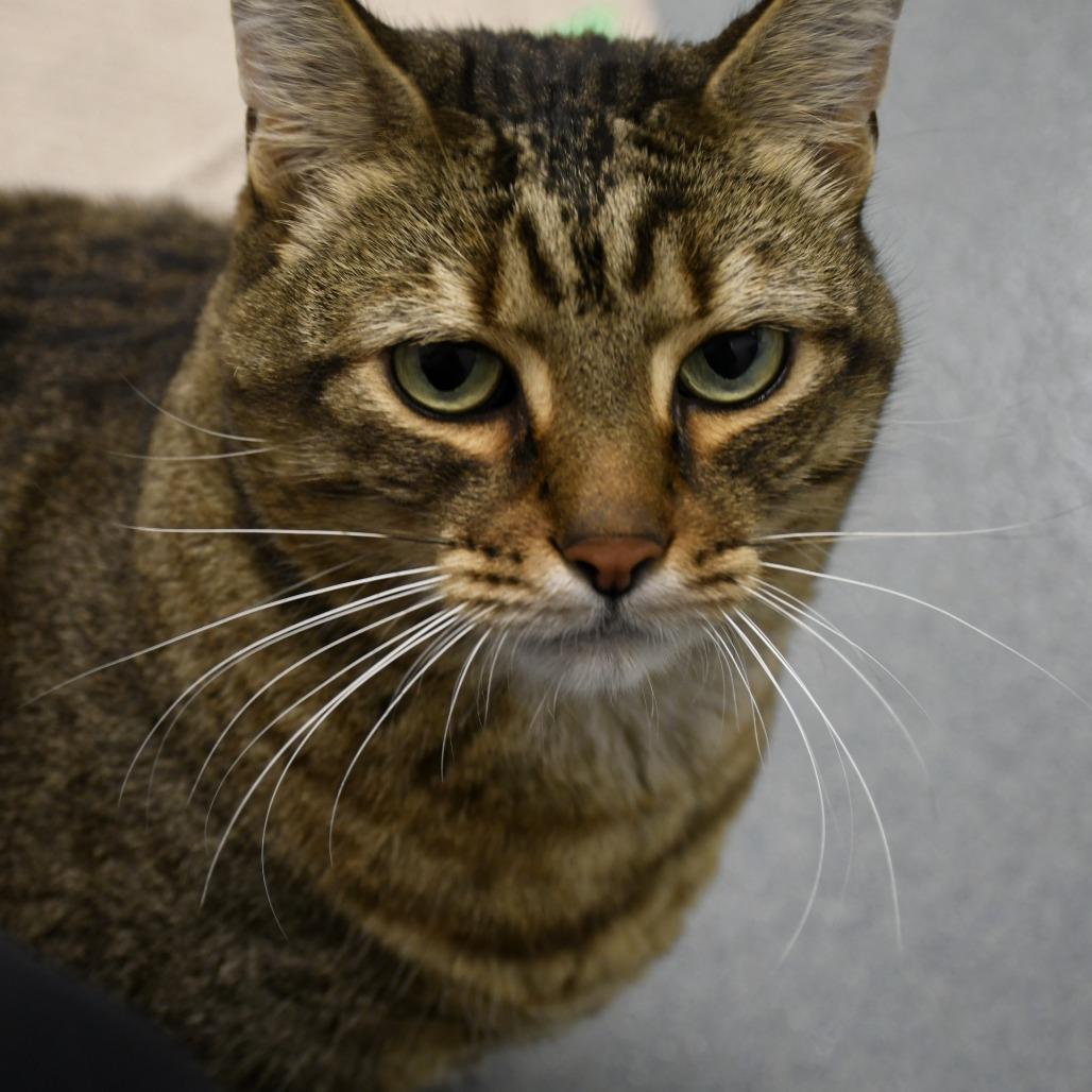 Comet, Adoptable, Senior Male Domestic Short Hair.