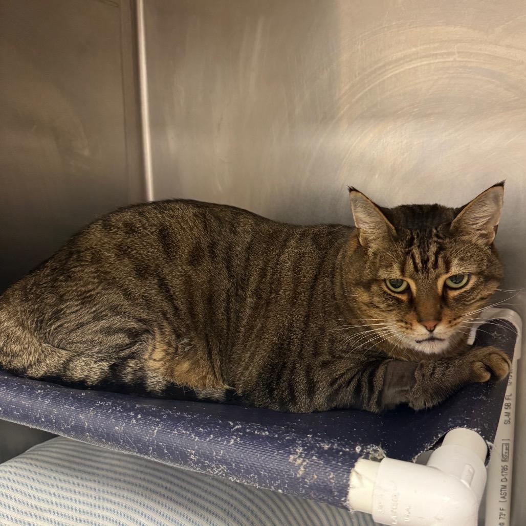 Comet, Adoptable, Senior Male Domestic Short Hair.