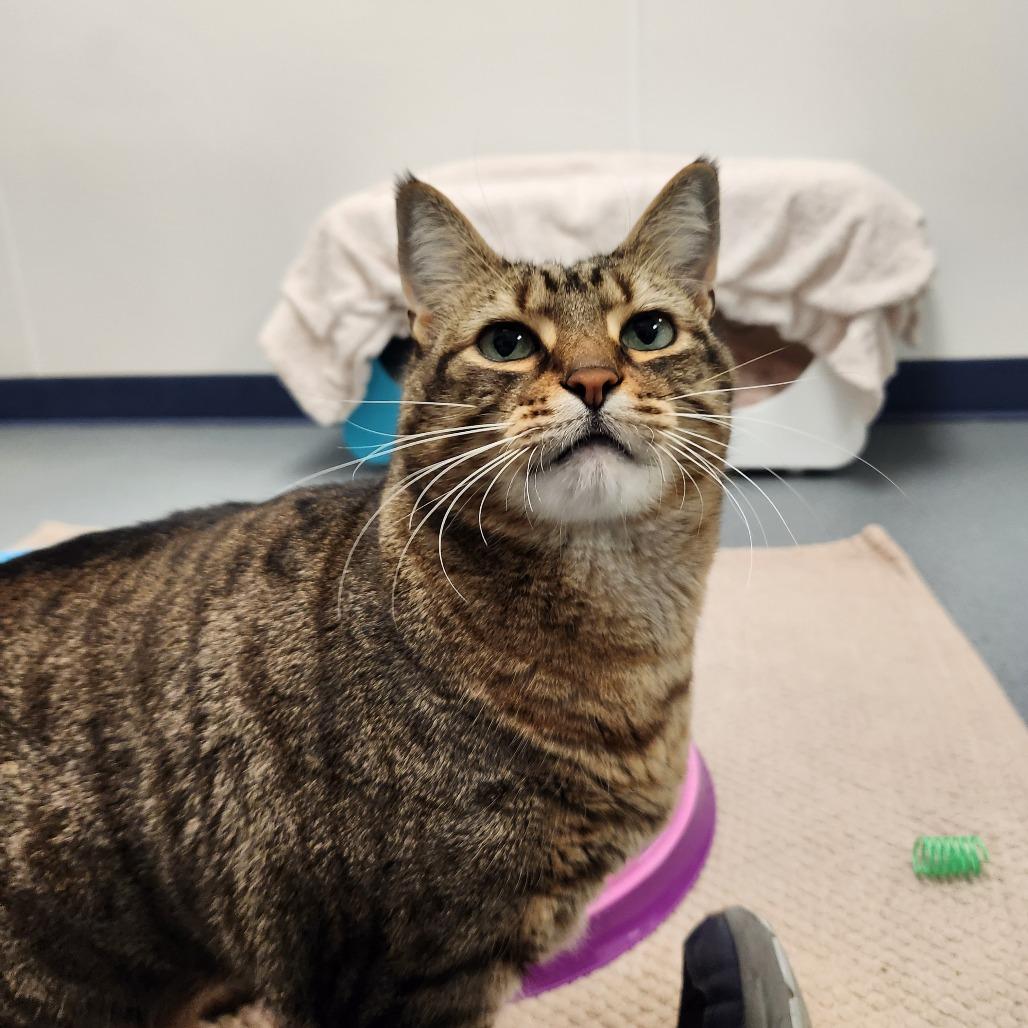 Enlarge Comet, a Adoptable Domestic Short Hair in West Palm Beach, FL image 2/6