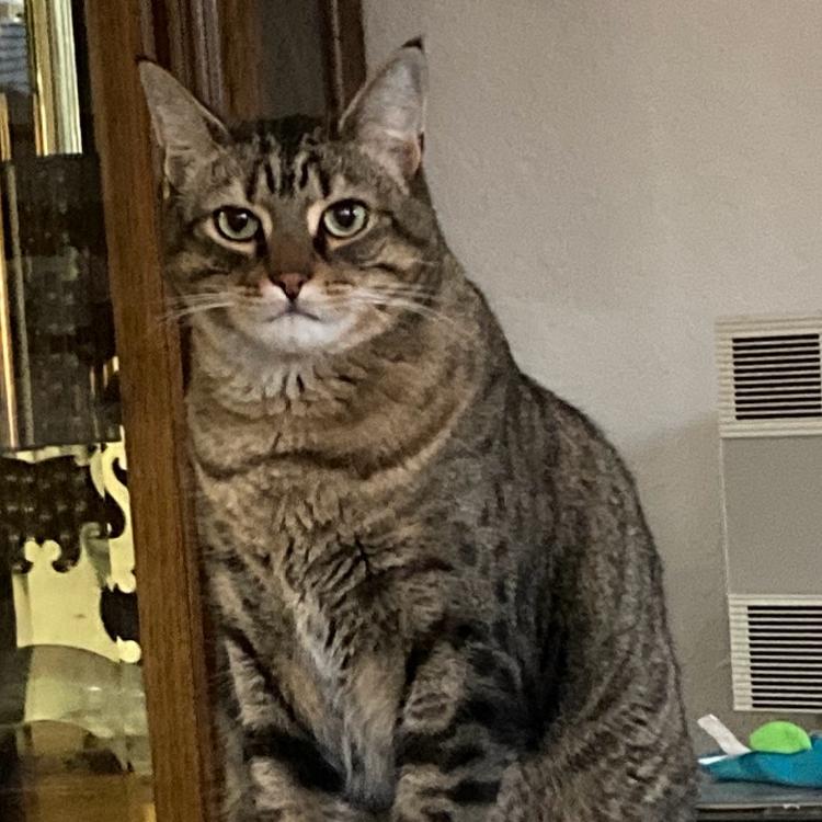 Enlarge Comet, a Adoptable Domestic Short Hair in West Palm Beach, FL image 3/6