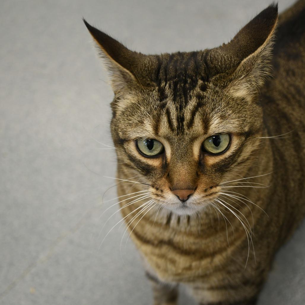 Enlarge Comet, a Adoptable Domestic Short Hair in West Palm Beach, FL image 4/6