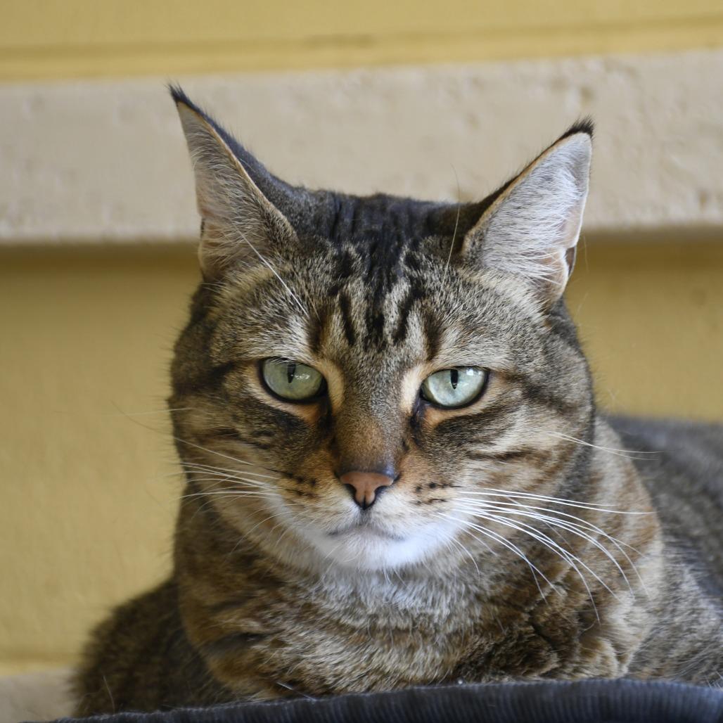 Enlarge Comet, a Adoptable Domestic Short Hair in West Palm Beach, FL image 5/6