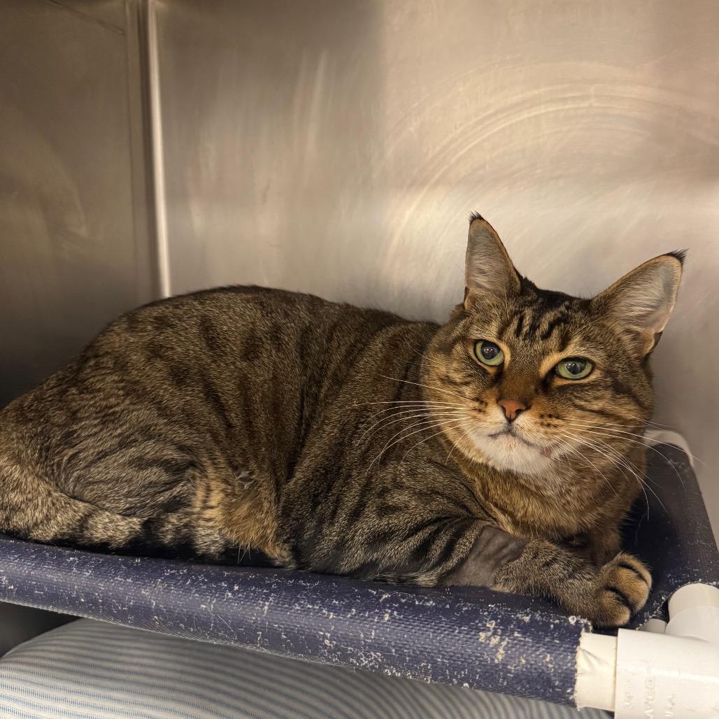 Enlarge Comet, a Adoptable Domestic Short Hair in West Palm Beach, FL image 4/6