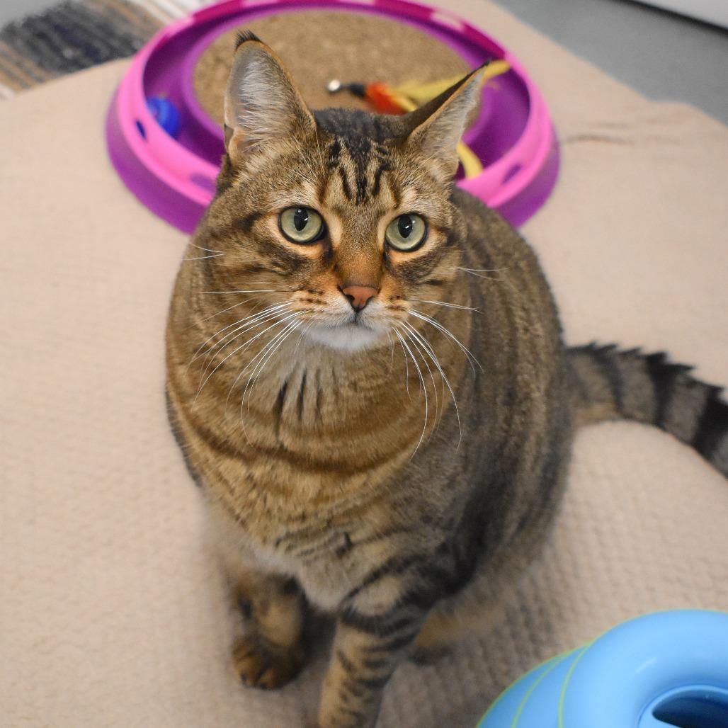 Enlarge Comet, a Adoptable Domestic Short Hair in West Palm Beach, FL image 5/6