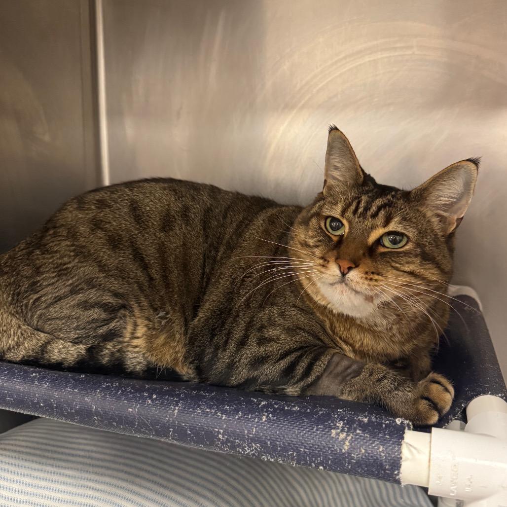 Enlarge Comet, a Adoptable Domestic Short Hair in West Palm Beach, FL image 6/6