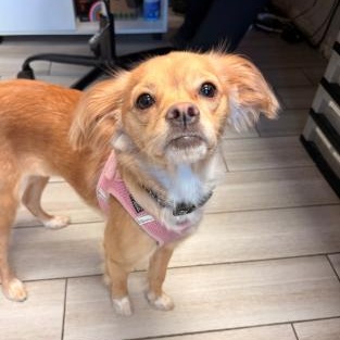 Enlarge Zoey, a Adoptable mixed breed in Stamford, CT image 1/6