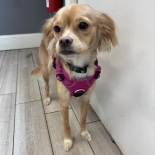 Enlarge Zoey, a Adoptable mixed breed in Stamford, CT image 3/6