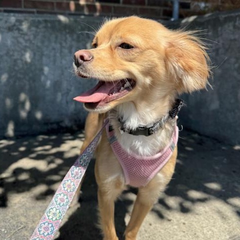 Enlarge Zoey, a Adoptable mixed breed in Stamford, CT image 4/6
