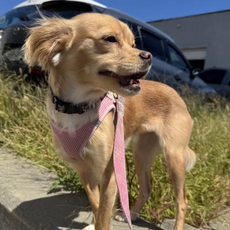 Enlarge Zoey, a Adoptable mixed breed in Stamford, CT image 6/6