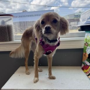 Enlarge Zoey, a Adoptable mixed breed in Stamford, CT image 5/6