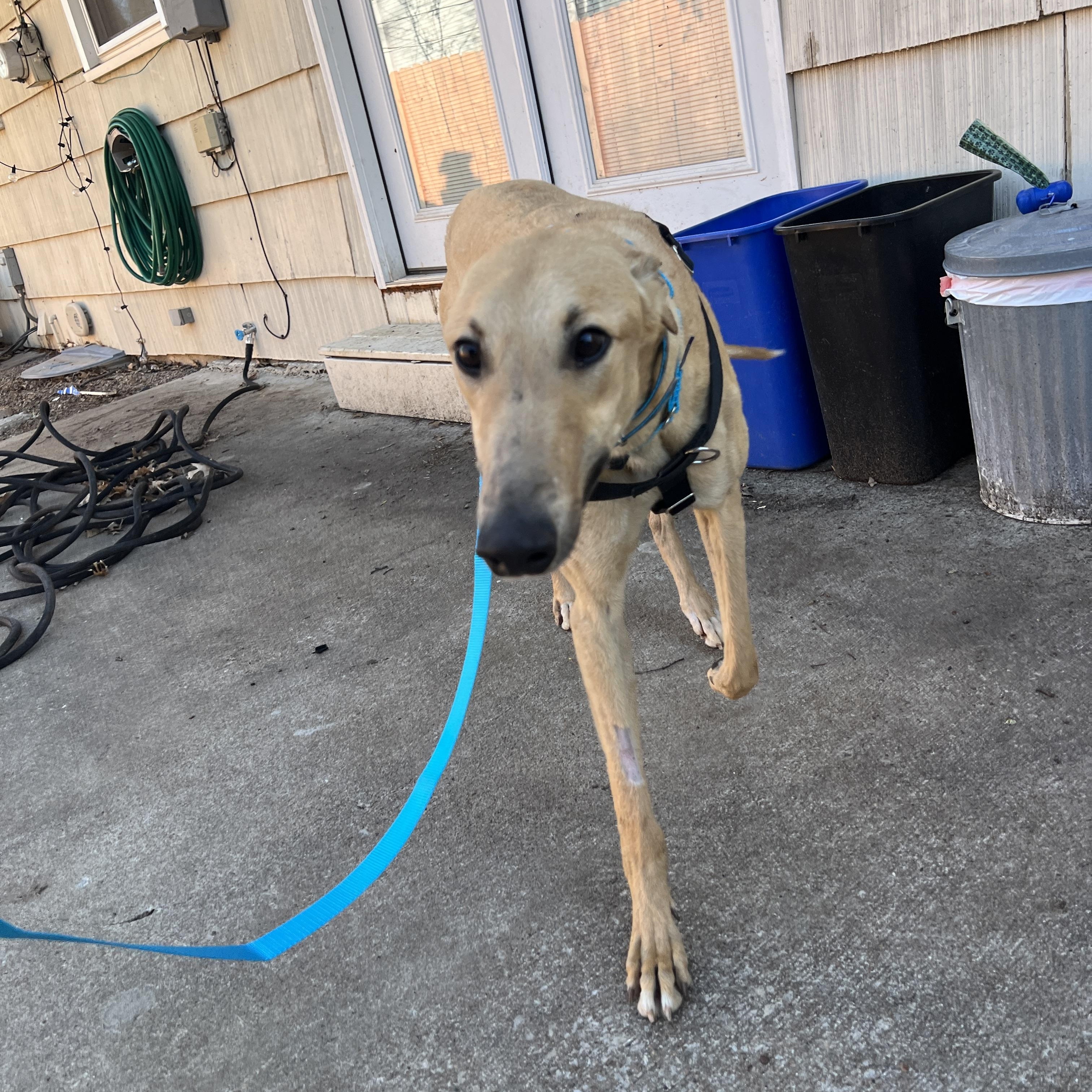 Chuck, adopted, Adult Male Greyhound.