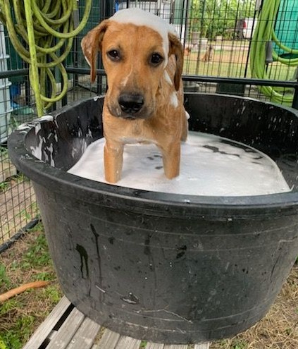 Carmelo, an adoptable Coonhound in Harlingen, TX, 78550 | Photo Image 1
