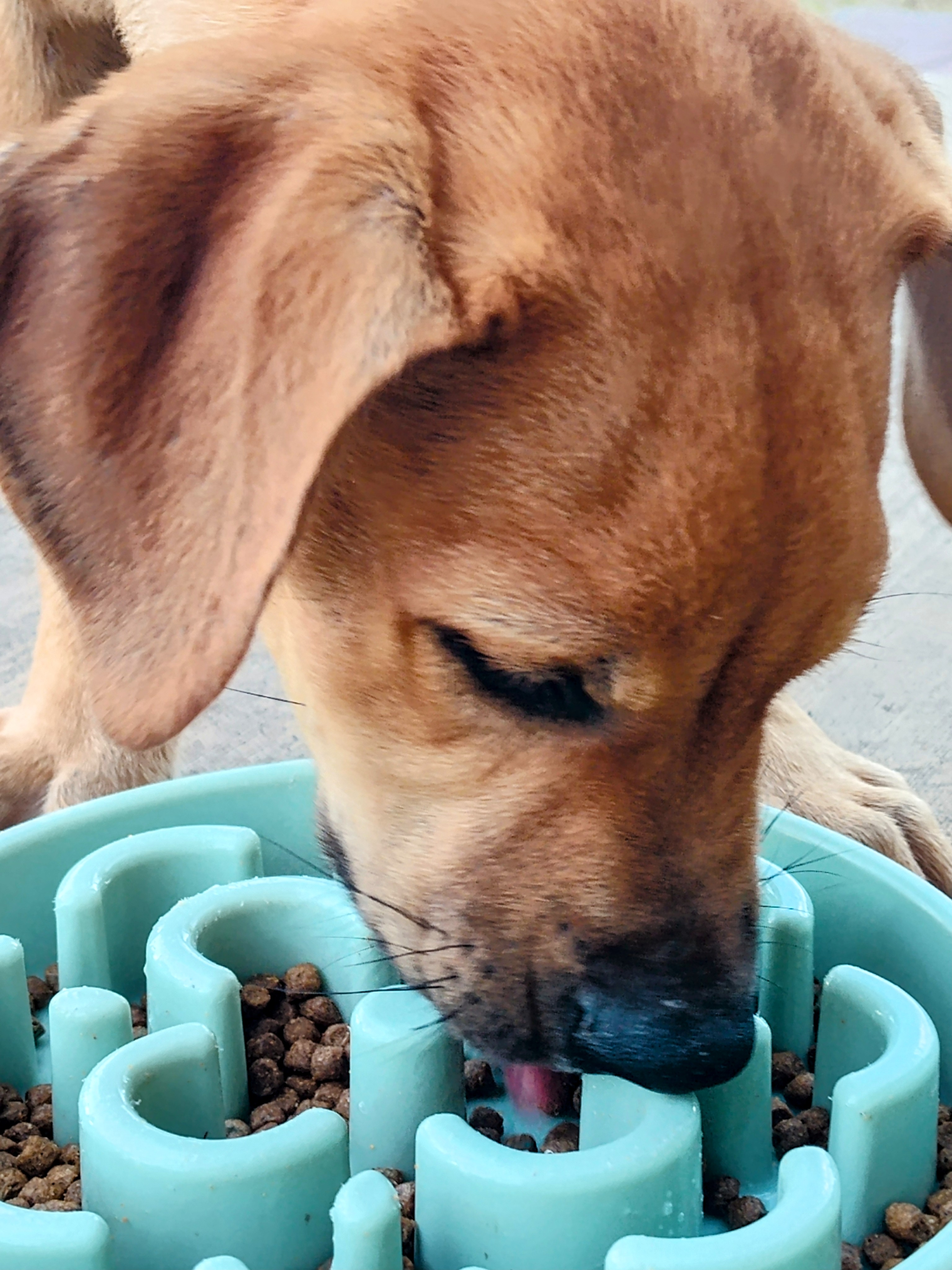 Carmelo, an adoptable Coonhound in Harlingen, TX, 78550 | Photo Image 3