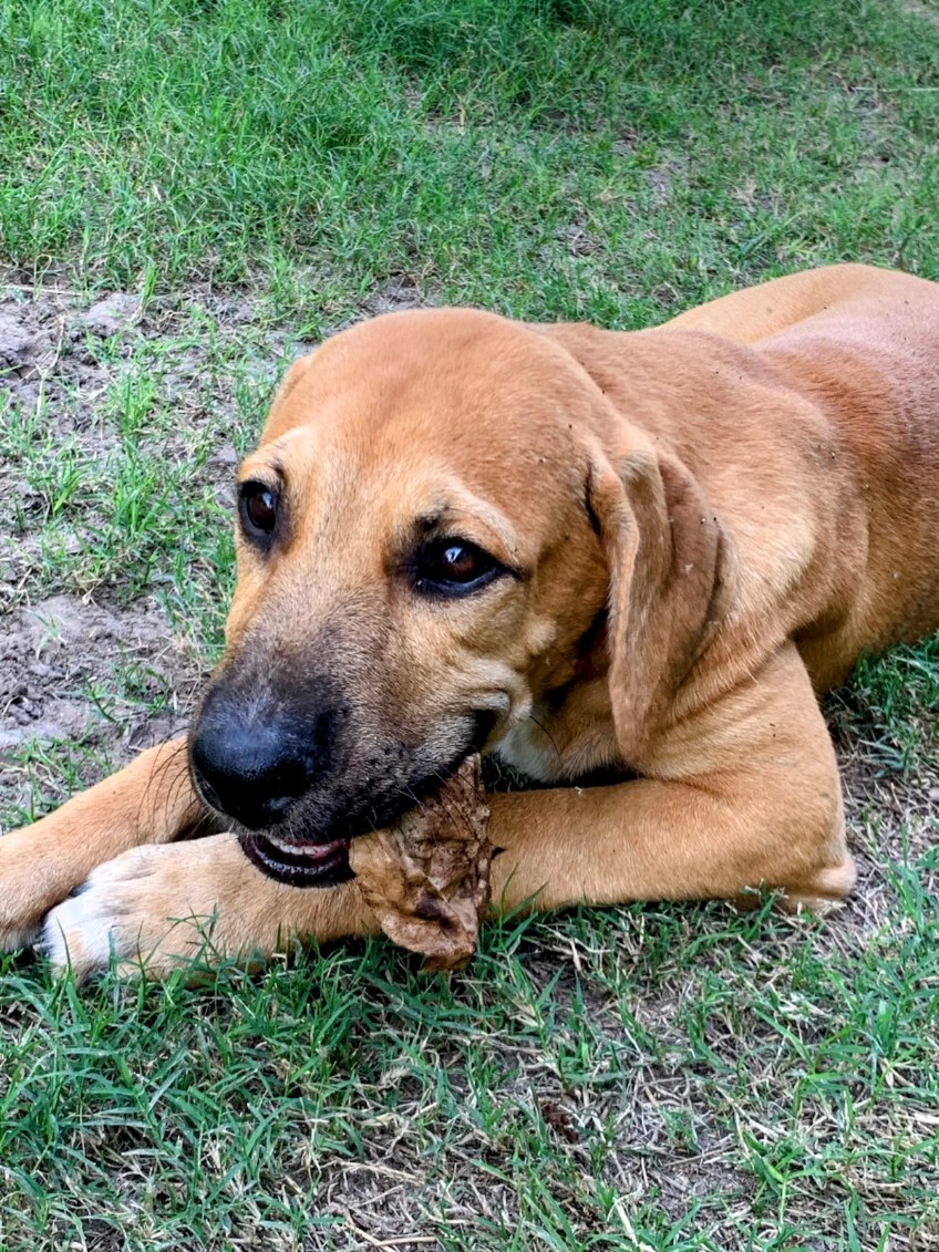 Carmelo, an adoptable Coonhound in Harlingen, TX, 78550 | Photo Image 5