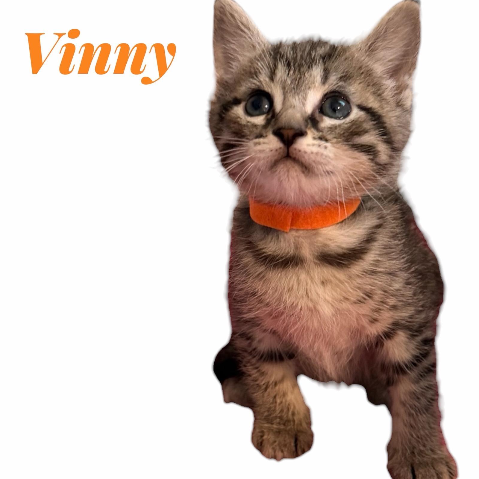 Enlarge Baxter, Vinny, Priscilla, Emily, Oliver, Paisley, and Benny, a ADOPTABLE Domestic Short Hair in Leesburg, VA image 3/6