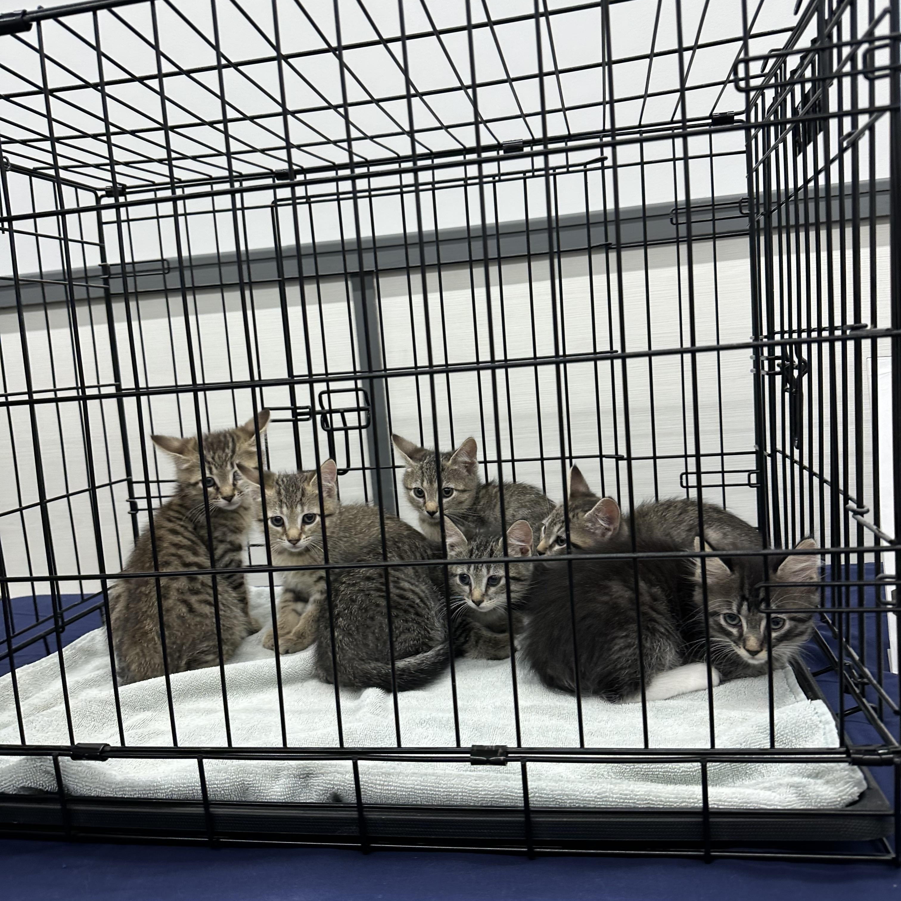 Enlarge Baxter, Vinny, Priscilla, Emily, Oliver, Paisley, and Benny, a ADOPTABLE Domestic Short Hair in Leesburg, VA image 4/6