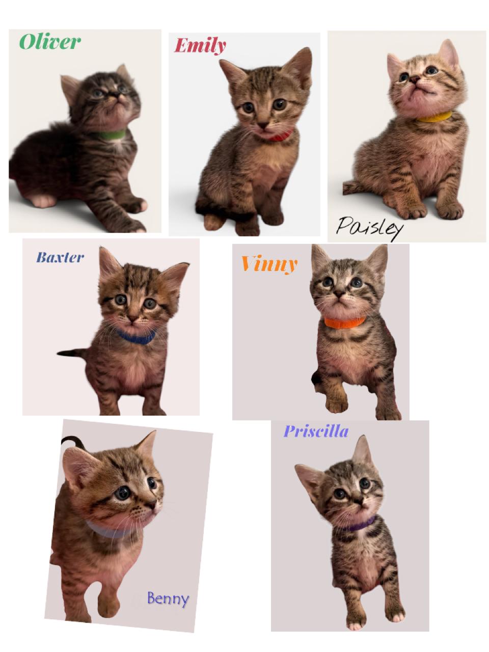 Enlarge Kittens-males and females, a ADOPTABLE Domestic Short Hair in Leesburg, VA image 1/1