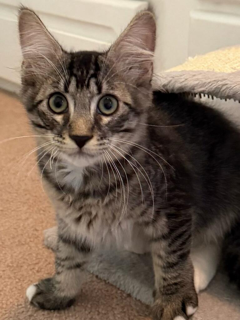 Baxter, Priscilla, Oliver, and Benny-Fee Sponsored (BOGO), a ADOPTABLE Domestic Short Hair in Leesburg, VA image 3/4