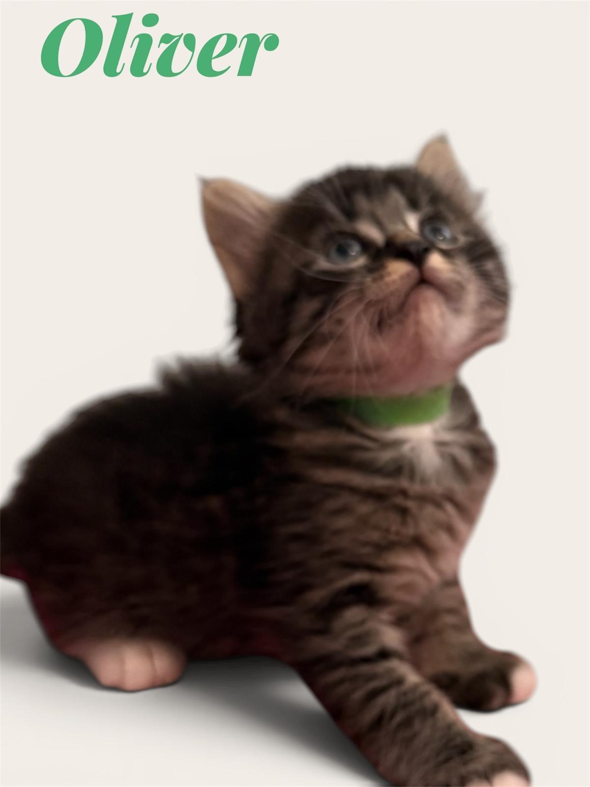 Baxter, Priscilla, Oliver, and Benny, a ADOPTABLE Domestic Short Hair in Leesburg, VA image 3/4