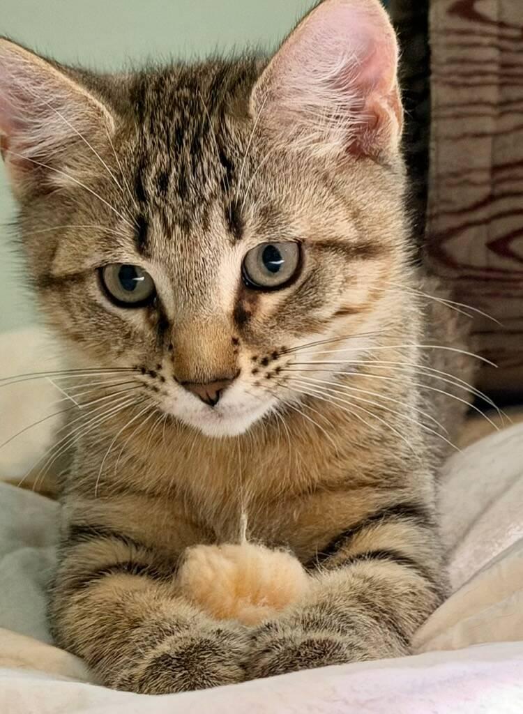 Baxter, Priscilla, Oliver, and Benny-Fee Sponsored (BOGO), a ADOPTABLE Domestic Short Hair in Leesburg, VA image 4/4