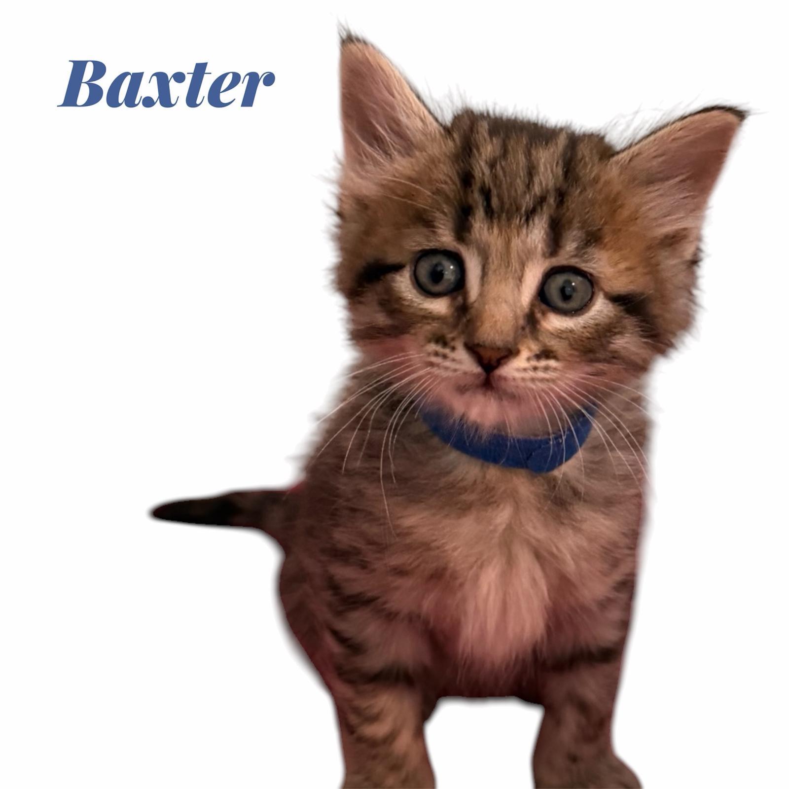 Enlarge Baxter, Vinny, Priscilla, Emily, Oliver, Paisley, and Benny, a ADOPTABLE Domestic Short Hair in Leesburg, VA image 1/6