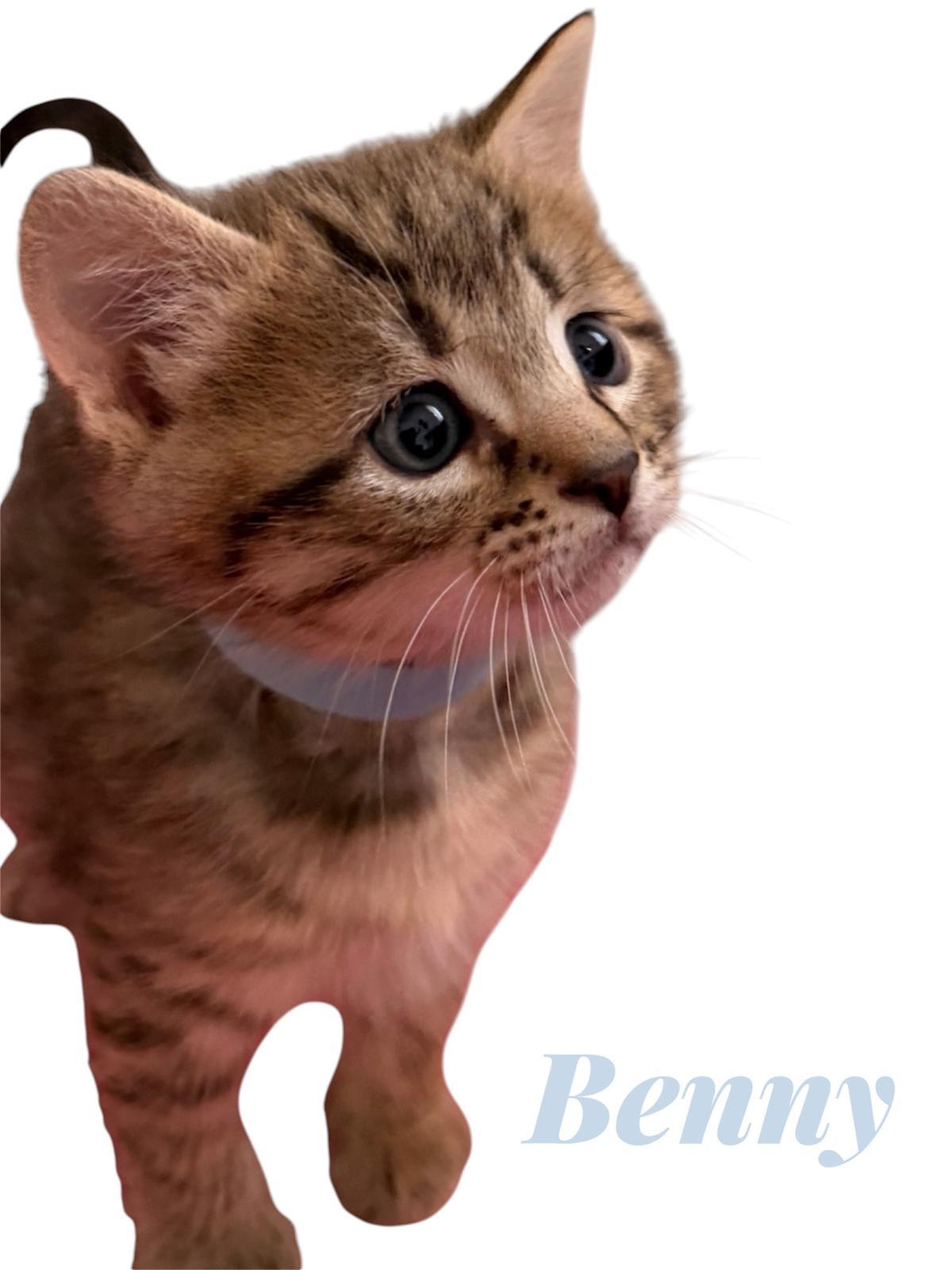 Baxter, Priscilla, Oliver, and Benny, a ADOPTABLE Domestic Short Hair in Leesburg, VA image 4/4