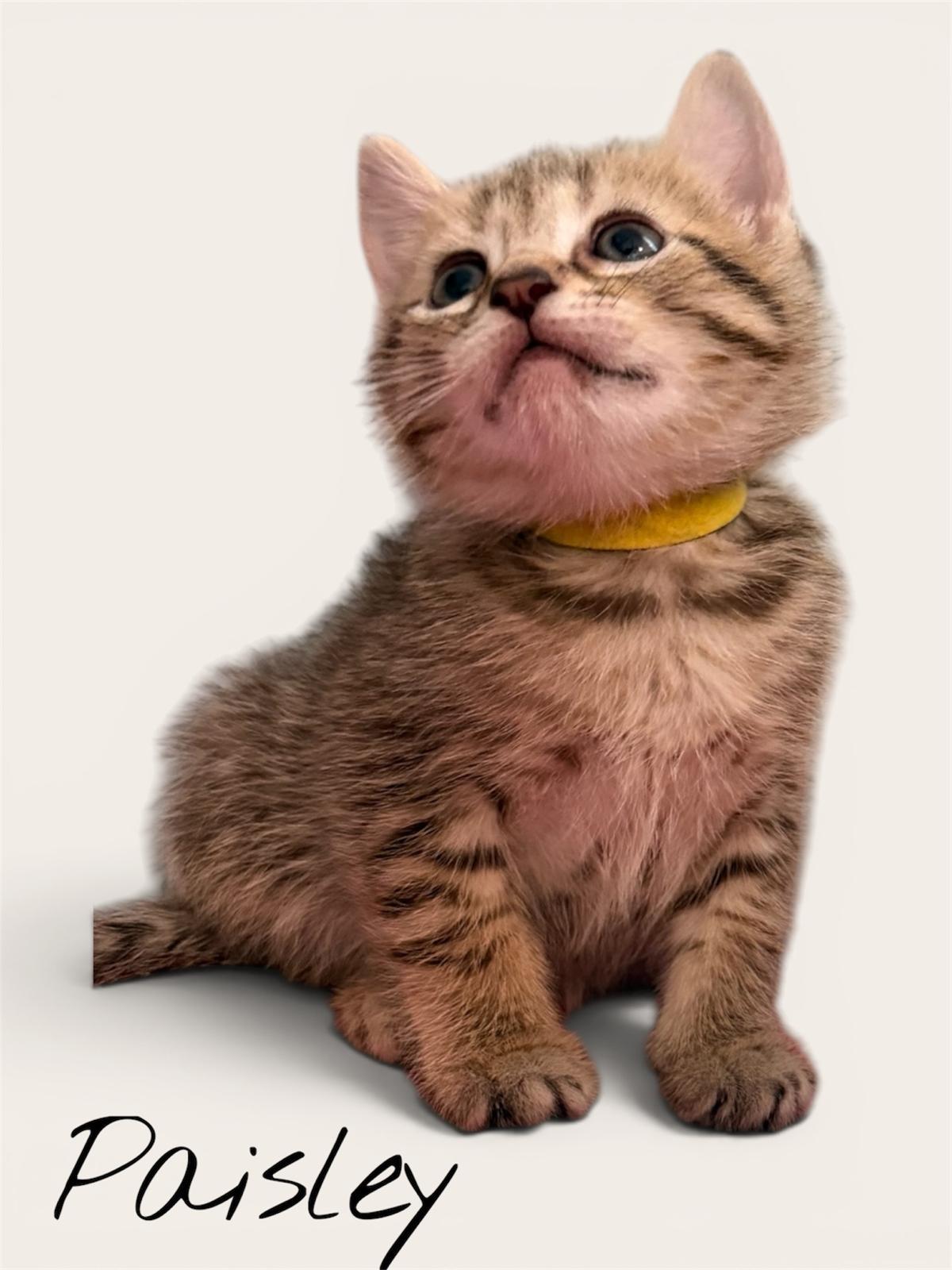 Enlarge Baxter, Vinny, Priscilla, Emily, Oliver, Paisley, and Benny, a ADOPTABLE Domestic Short Hair in Leesburg, VA image 6/6