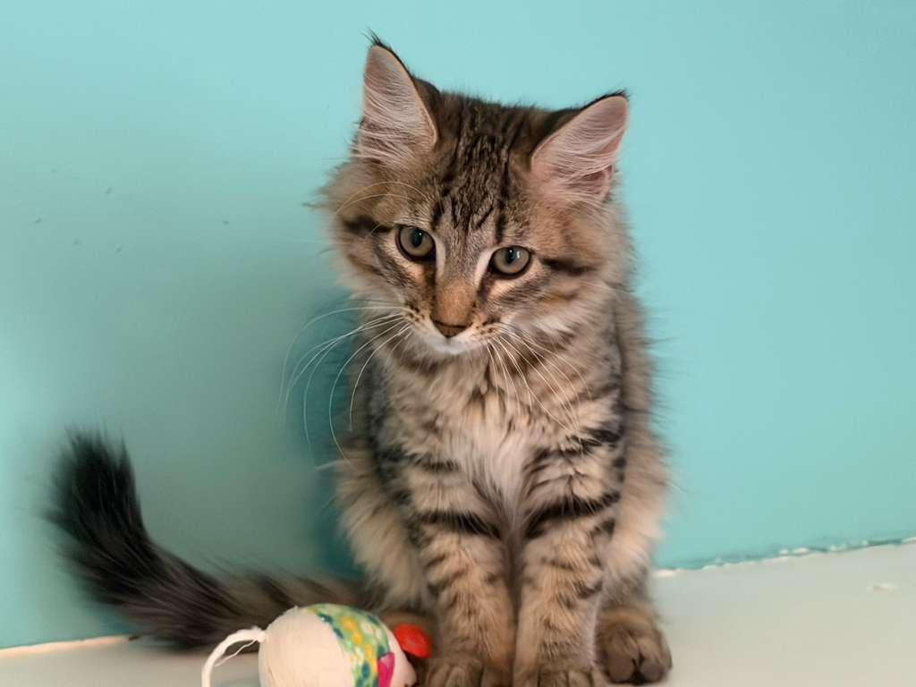 Baxter, Priscilla, Oliver, and Benny, ADOPTABLE, Kitten Male Domestic Short Hair.