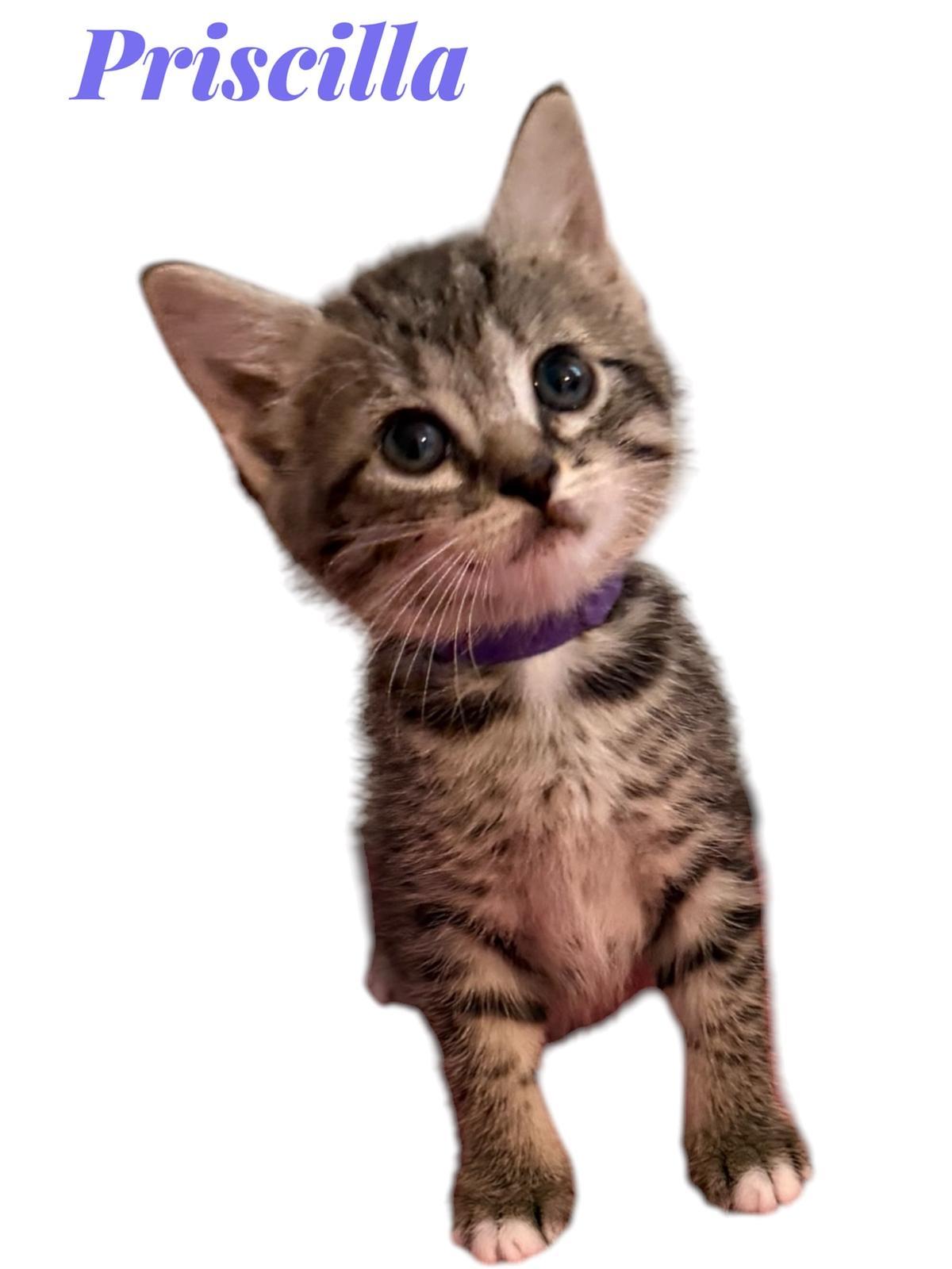 Enlarge Baxter, Vinny, Priscilla, Emily, Oliver, Paisley, and Benny, a ADOPTABLE Domestic Short Hair in Leesburg, VA image 2/6