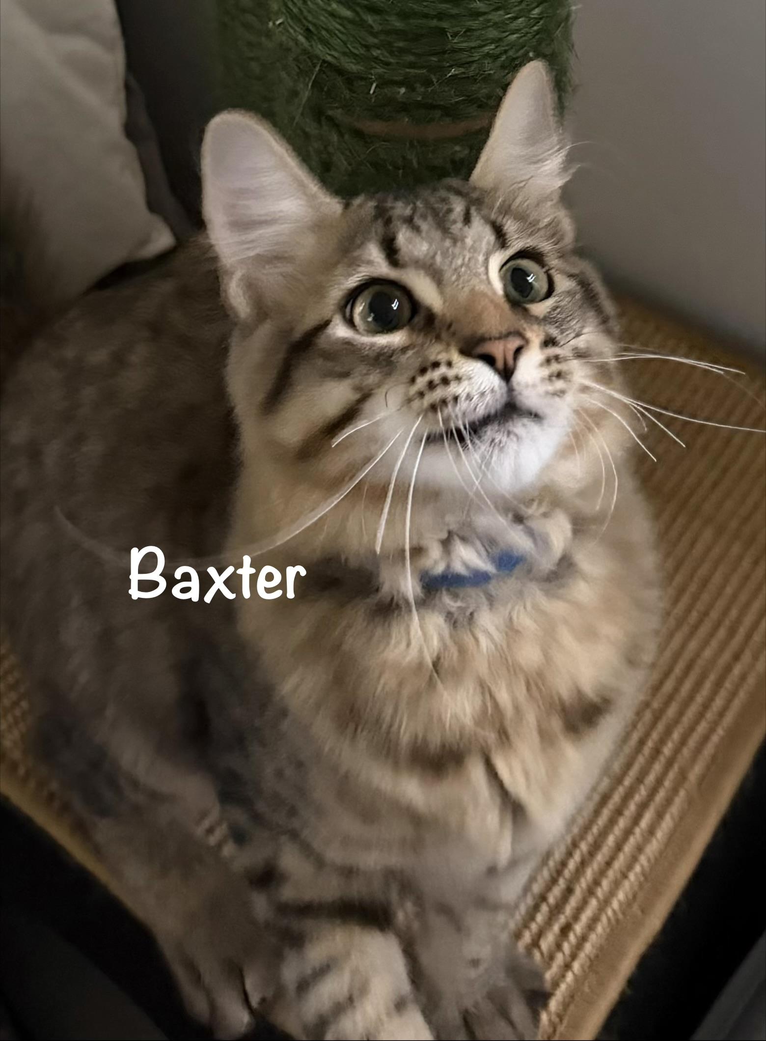 Baxter and Benny, Adoptable, Kitten Male Domestic Medium Hair.