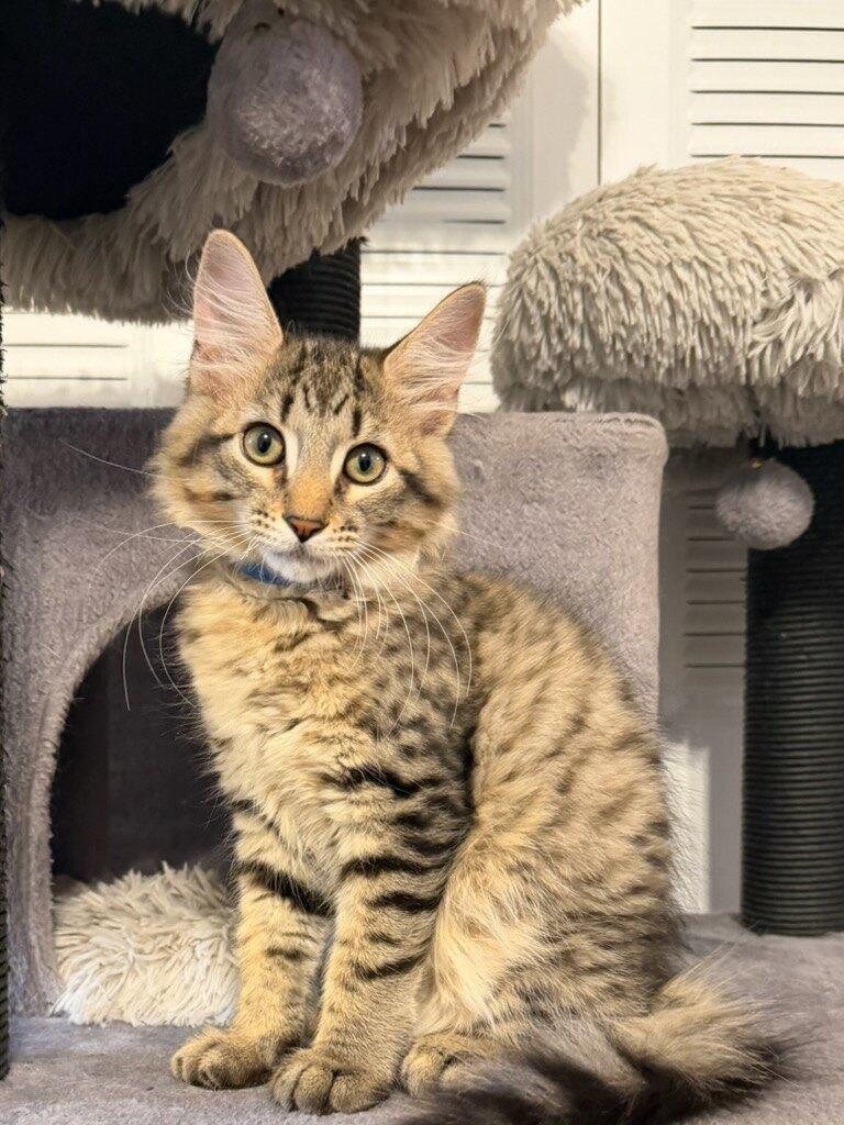 Baxter, Priscilla, Oliver, and Benny-Fee Sponsored (BOGO), a ADOPTABLE Domestic Short Hair in Leesburg, VA image 2/4