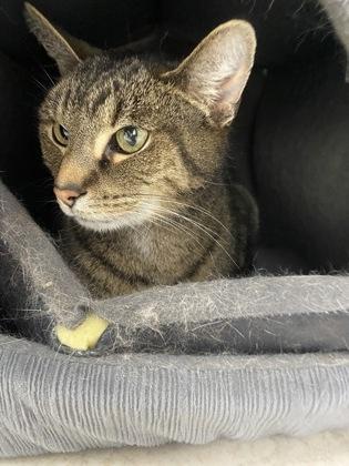 Enlarge Sir Pebbles, a ADOPTABLE Domestic Short Hair in Belleville, MI image 2/2