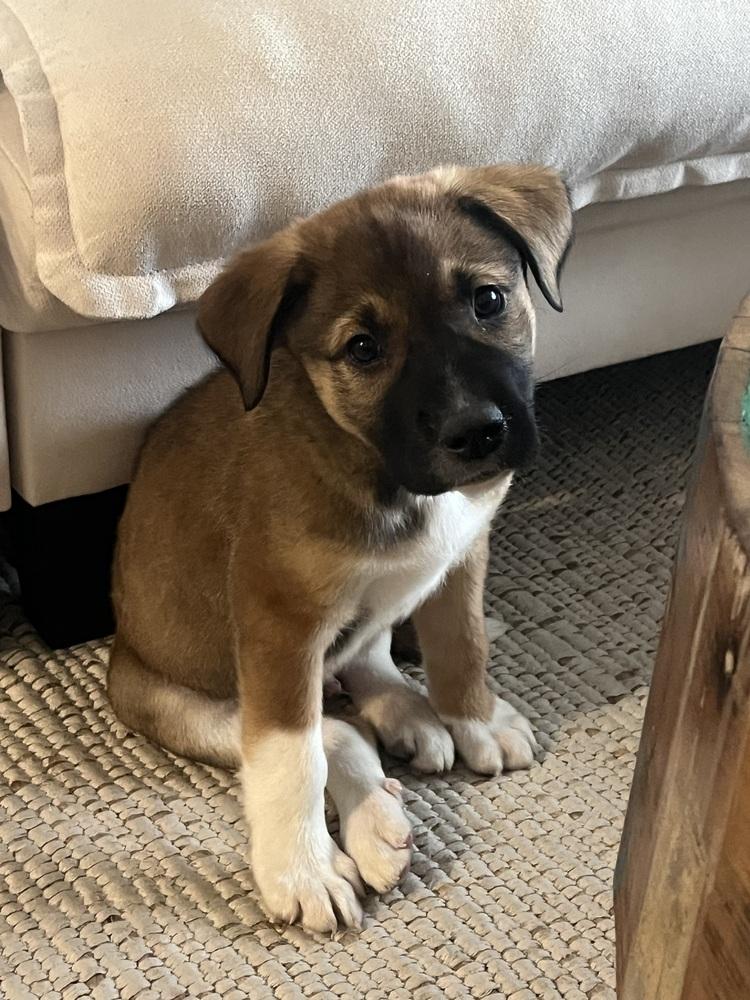 Loverboy, a Adoptable mixed breed in Bronx, NY image 1/6