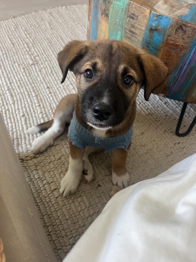 Loverboy, a Adoptable mixed breed in Bronx, NY image 2/6