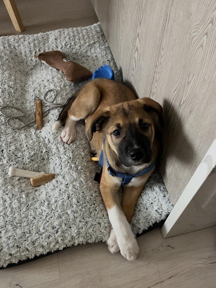 Loverboy, a Adoptable mixed breed in Bronx, NY image 3/6