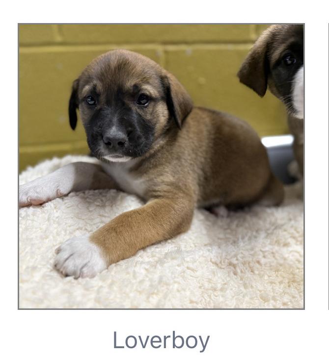 Lover boy, Adoptable, Puppy Male Mixed Breed.
