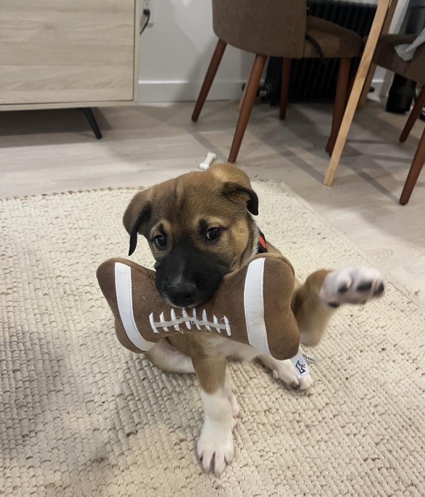 Loverboy, a Adoptable mixed breed in Bronx, NY image 5/6