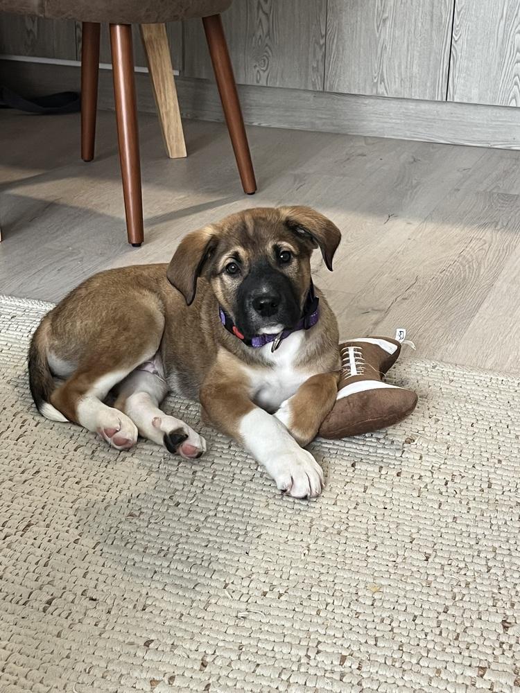 Loverboy, a Adoptable mixed breed in Bronx, NY image 6/6